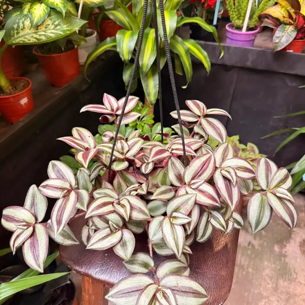 Tradescantia Zebrina colgante