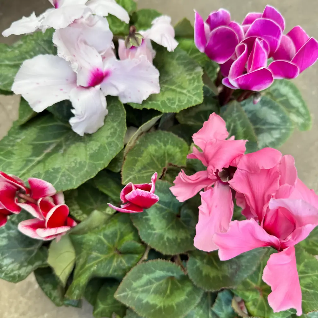 Cyclamen "Violeta de los Alpes"