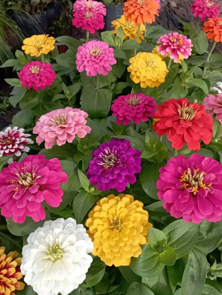 Zinnia "Flor de papel"