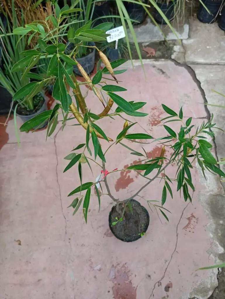 Senna corymbosa "Sen del campo"