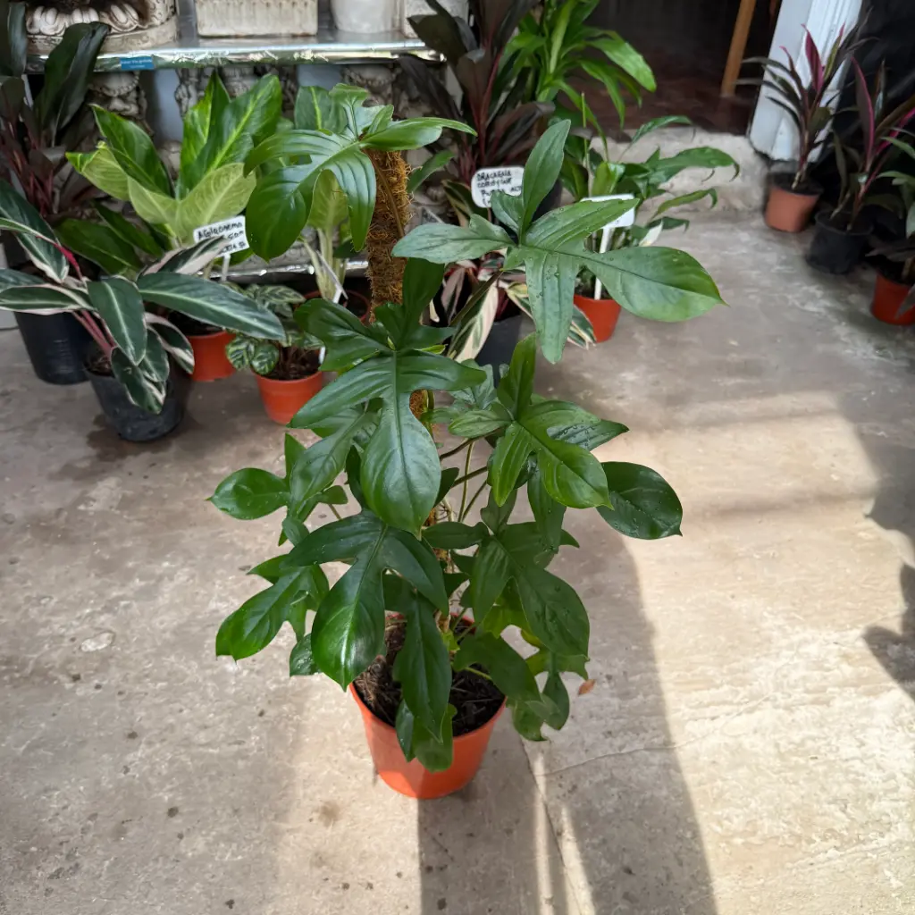 Philodendro Florida tutor Maceta N°19