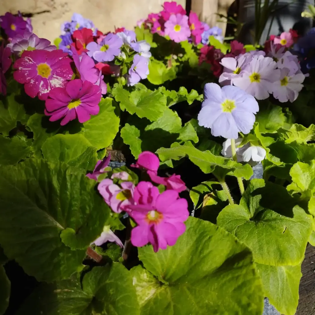 Prímula obcónica "Primula" plantín