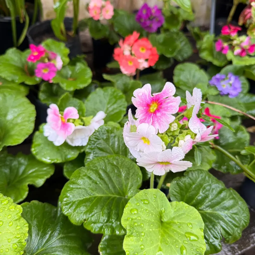 Prímula obcónica "Primula" plantín