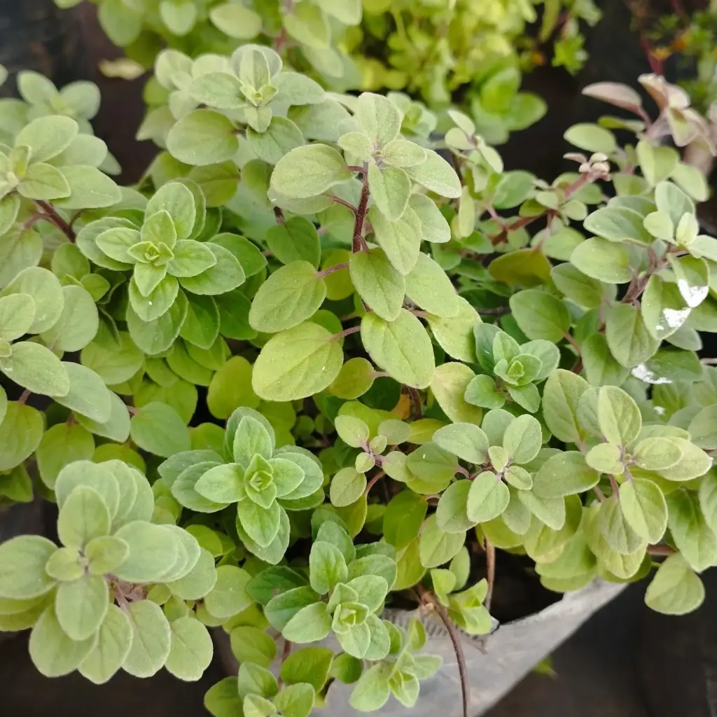 Origanum vulgare "Orégano" plantín Arómatica