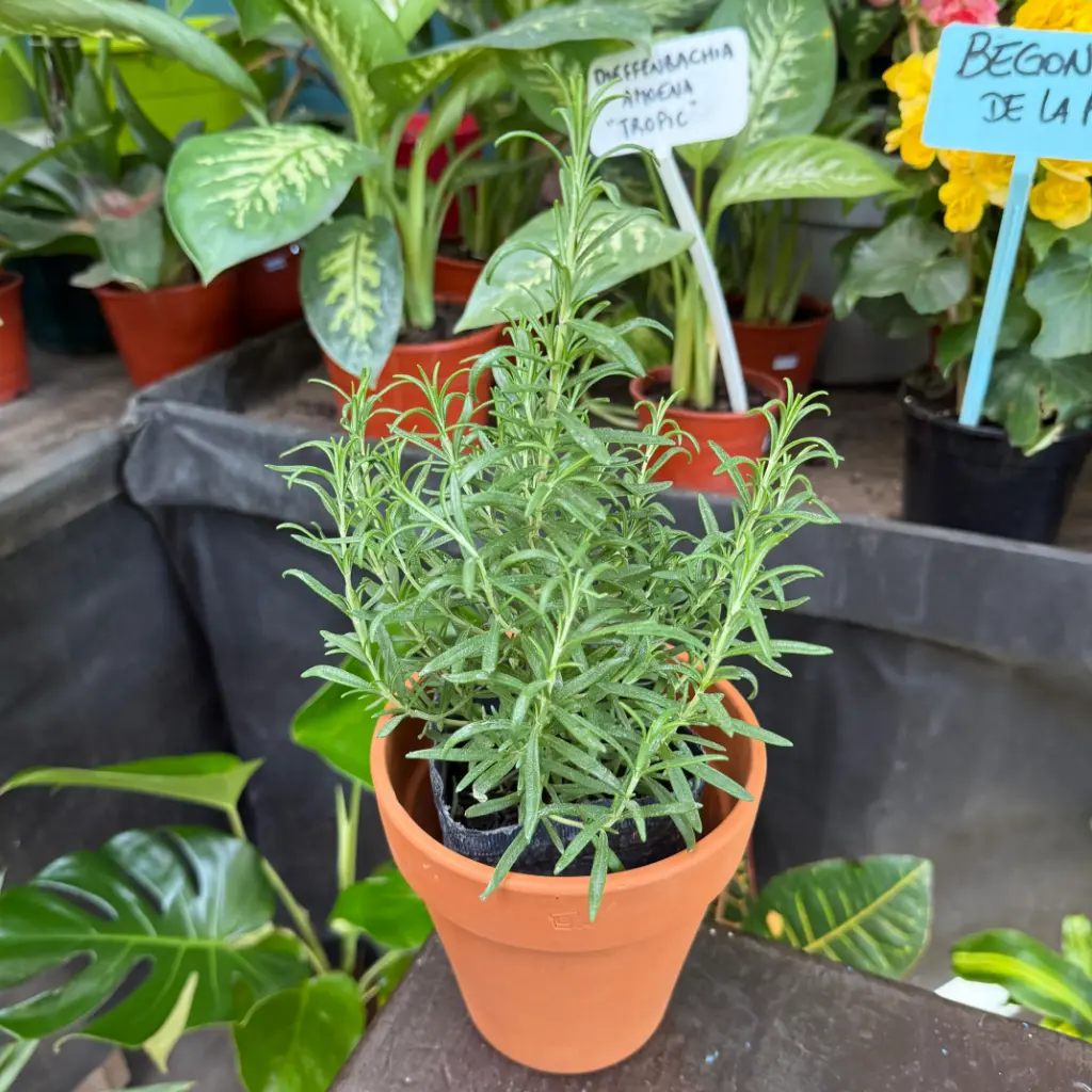 Salvia rosmarinus "Romero" plantín