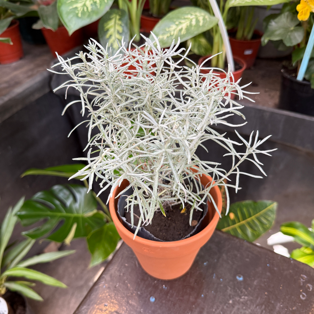 Helichrysum thianschanicum "Curry" plantín Arómatica