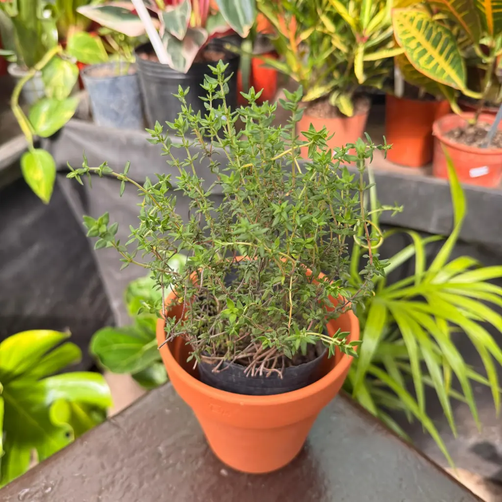 Thymus vulgaris "Tomillo" plantín Arómatica