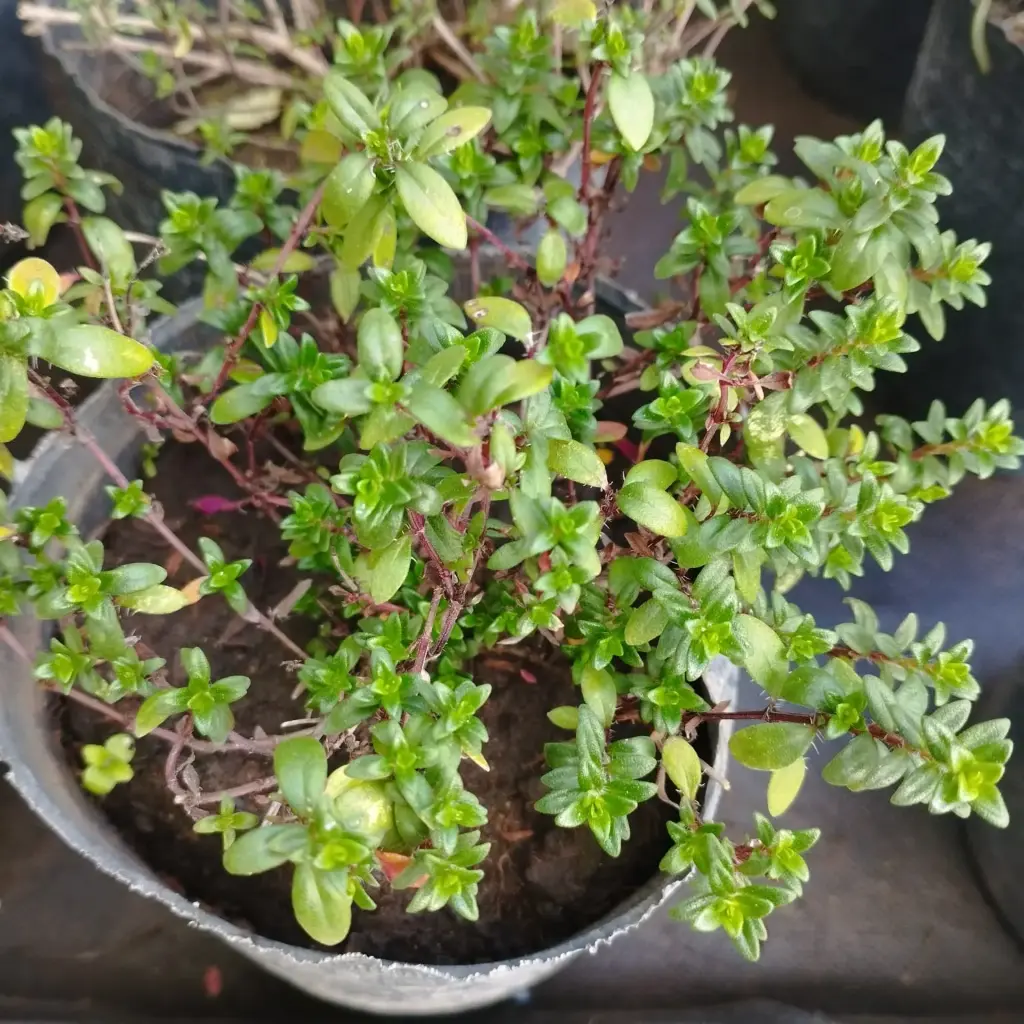 Thymus vulgaris "Tomillo" plantín