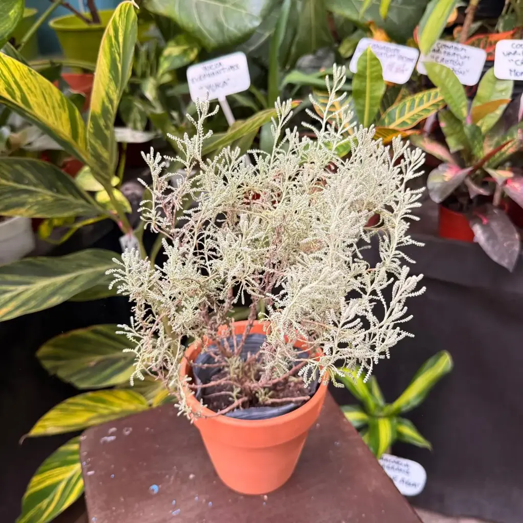 Santolina plantín Arómatica