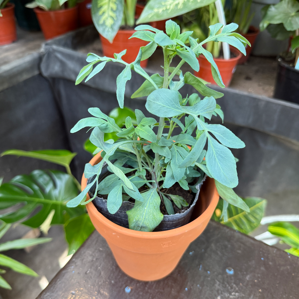 Ruta graveolens "Ruda macho" plantín Arómatica