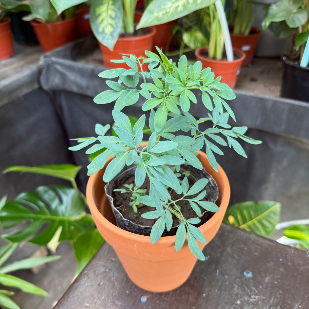 Ruta graveolens "Ruda hembra" plantín Arómatica