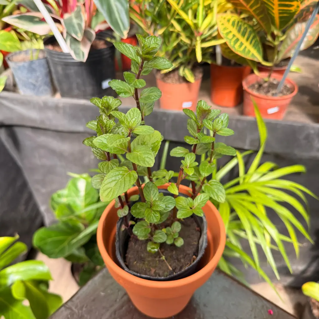 Mentha piperita "Menta negra" plantín Arómatica