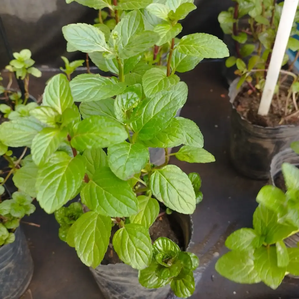 Mentha piperita "Menta negra" plantín