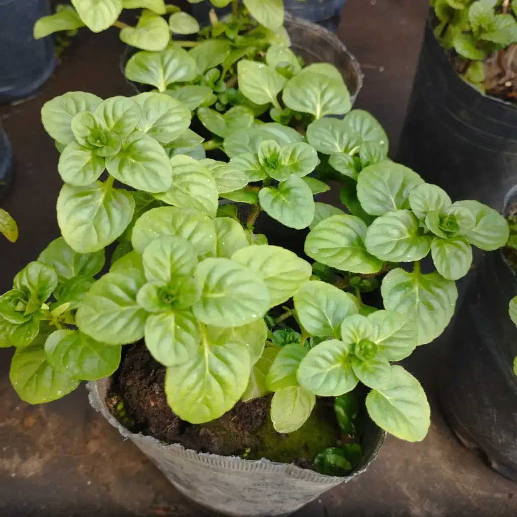 Mentha aquatica "Menta blanca" plantín
