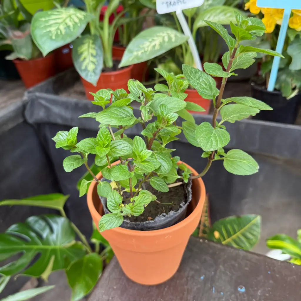 Mentha spicata "Hierba buena" plantín