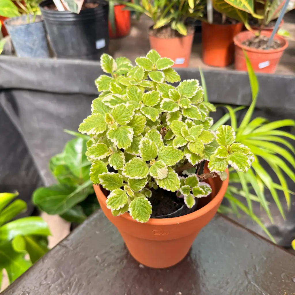 Plectranthus coleoides "Incienso" plantín Arómatica