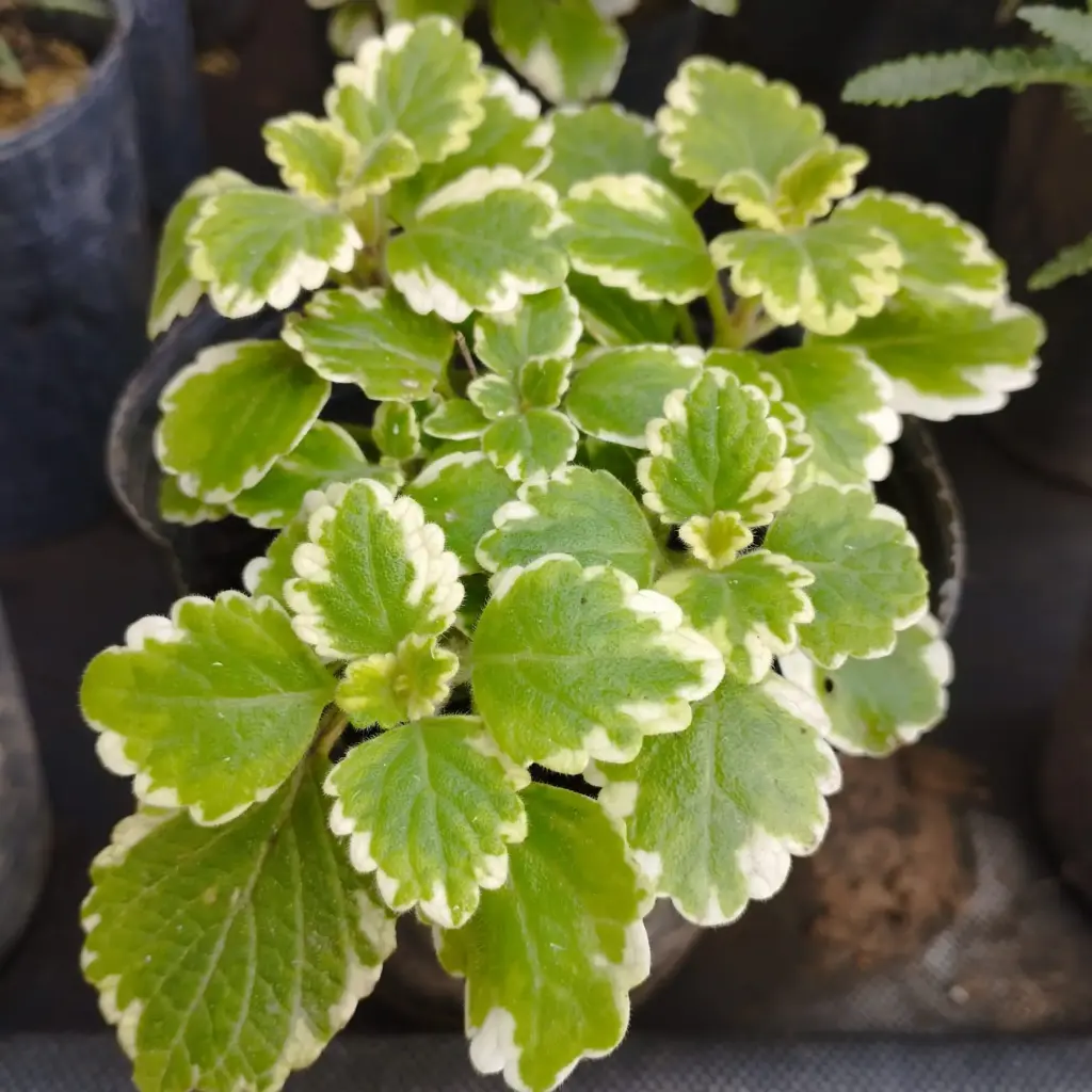 Plectranthus coleoides "Incienso" plantín