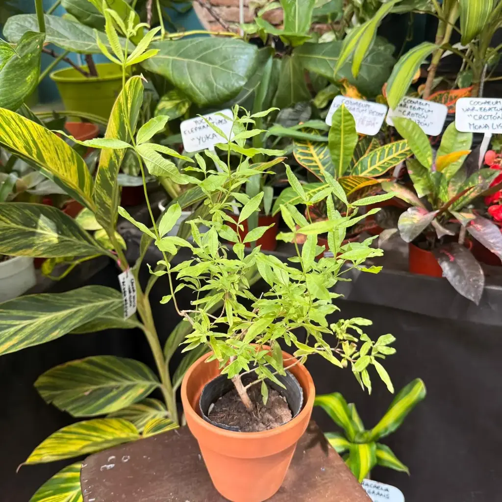 Aloysia citrodora "Cedrón"