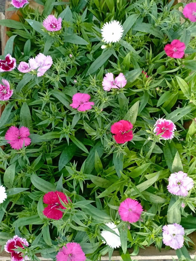 Dianthus Caryophyllus "Clavelina" plantín