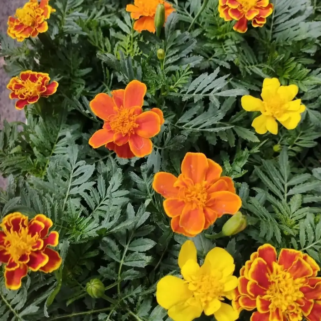 Tagetes erecta "Copete" plantín
