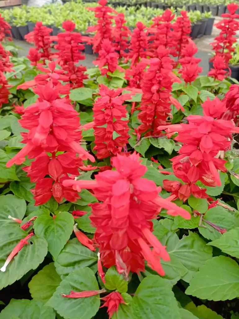 Salvia splendens "Coral" plantín