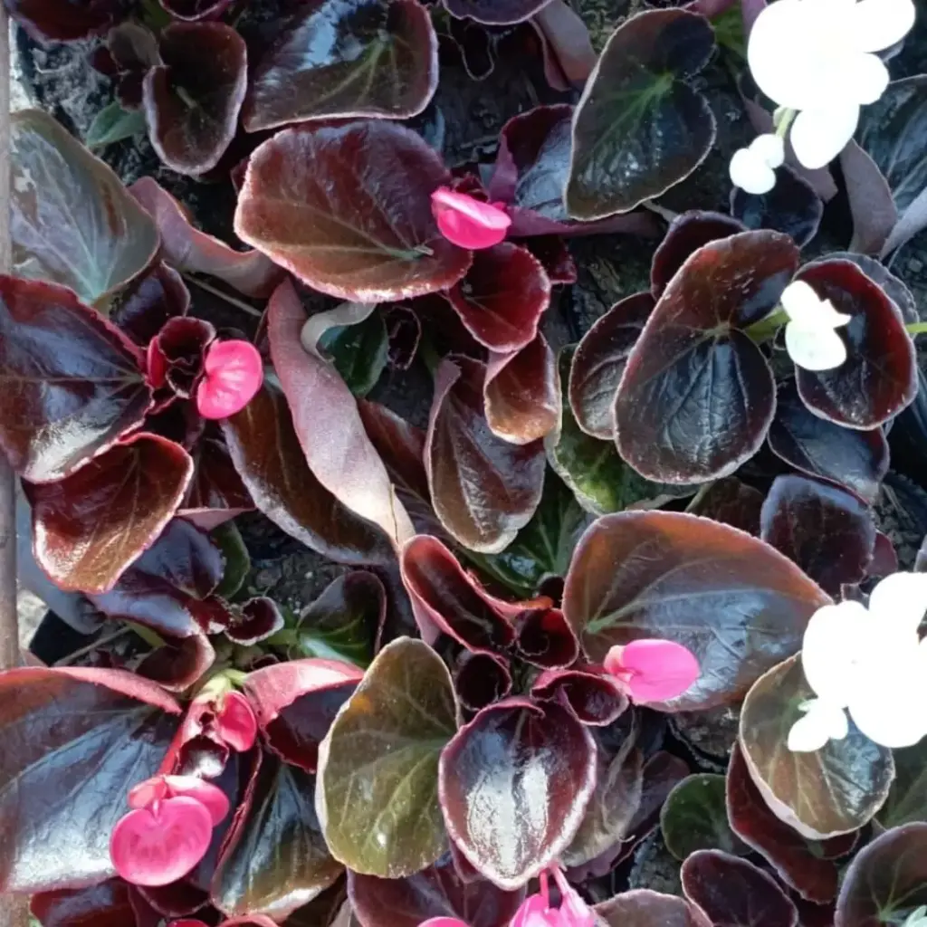 Begonia semperflorens "Flor de azúcar" plantín