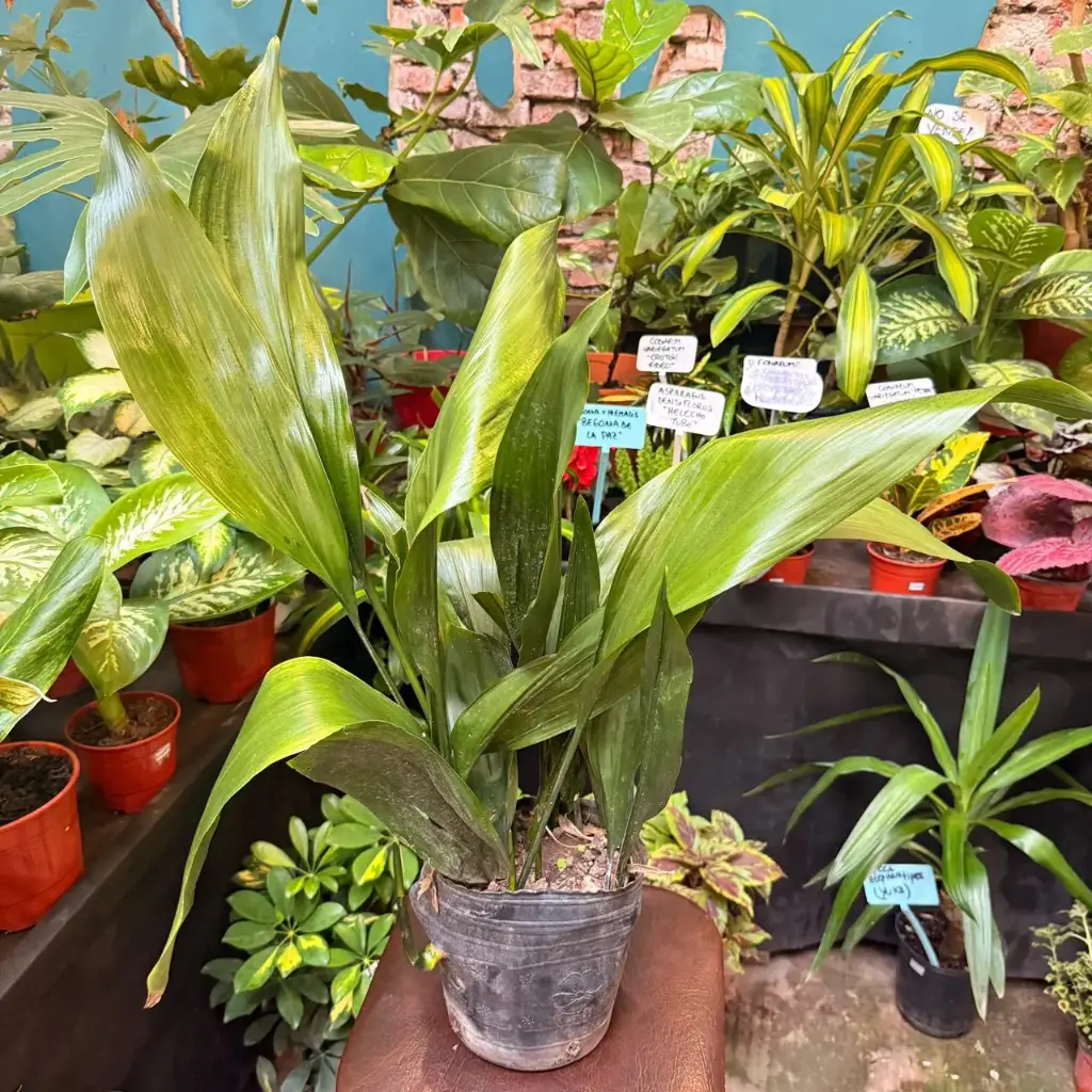 Aspidistra elatior "Hoja de salón"