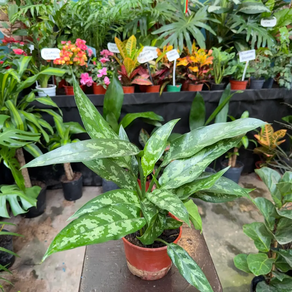 Aglaonema commutatum Maceta N°15