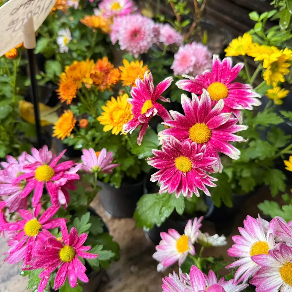 Chrysanthemum "Crisantemo" plantín