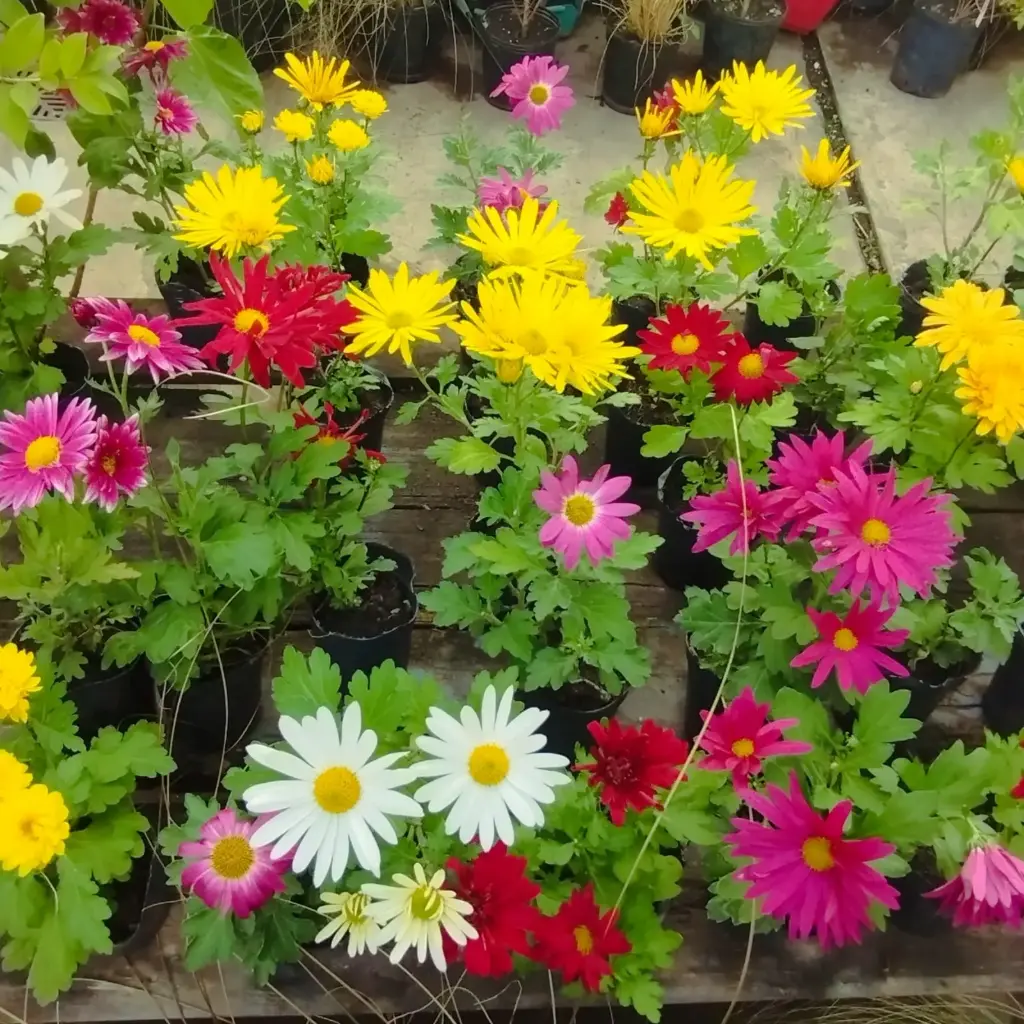 Chrysanthemum "Crisantemo" plantín