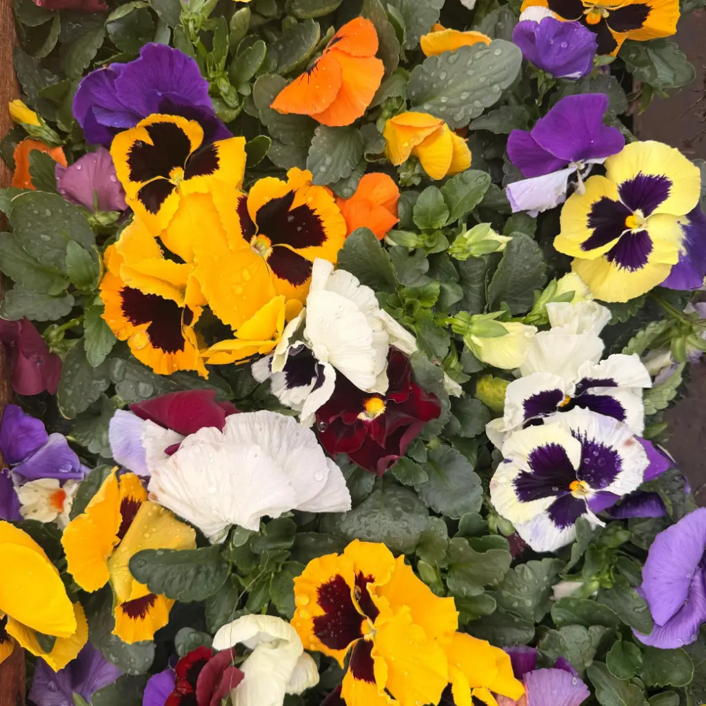 Viola × wittrockiana "Pensamiento" Plantin