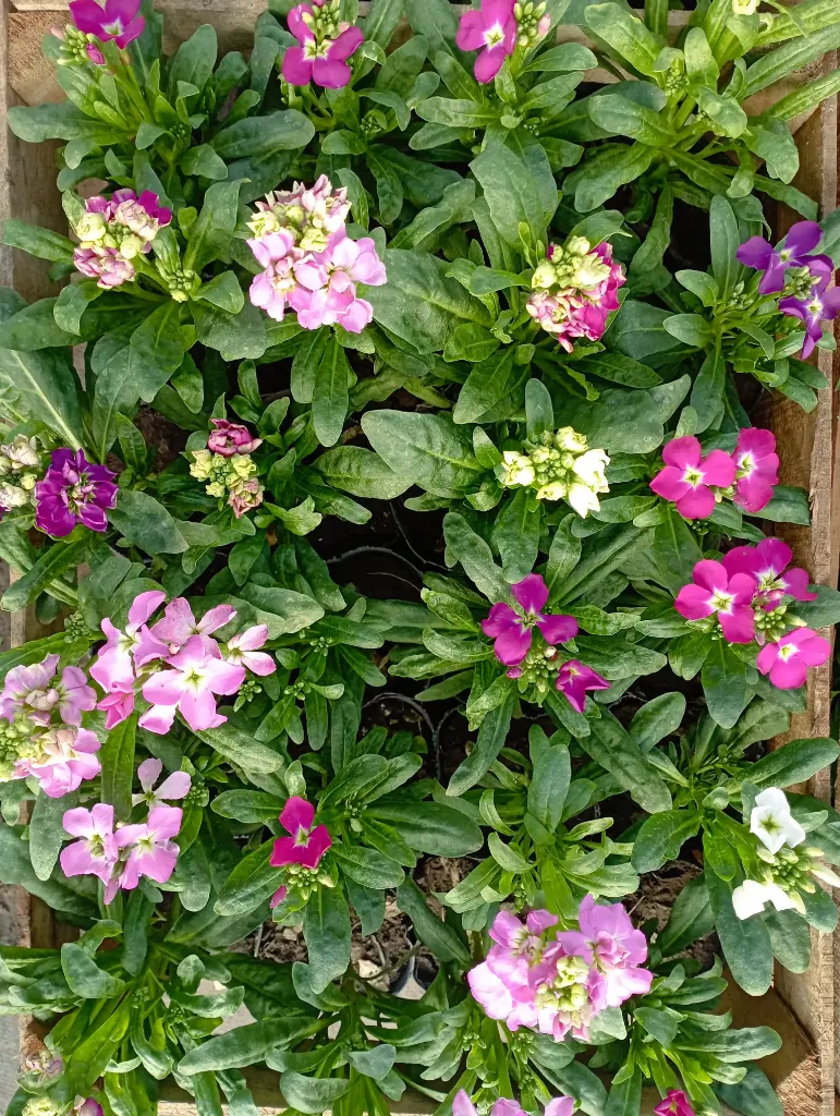 Matthiola incana "Alelí" plantín