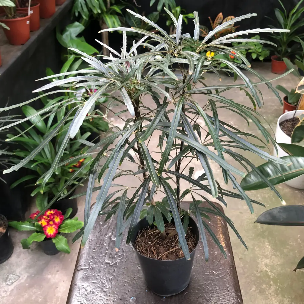Plerandra elegantísima "Aralia elegantísima" plantín
