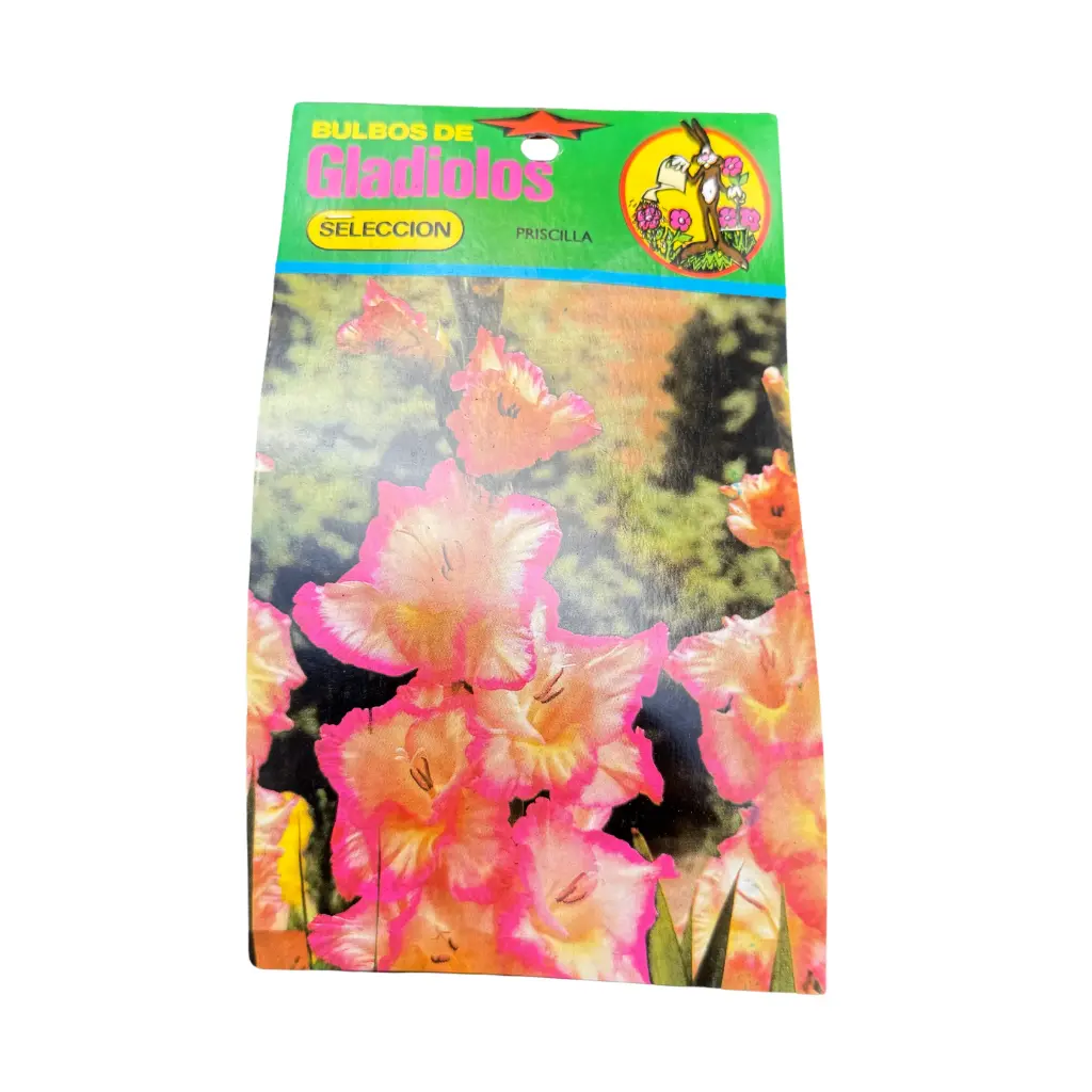 Bulbos de Gladiolos priscilla