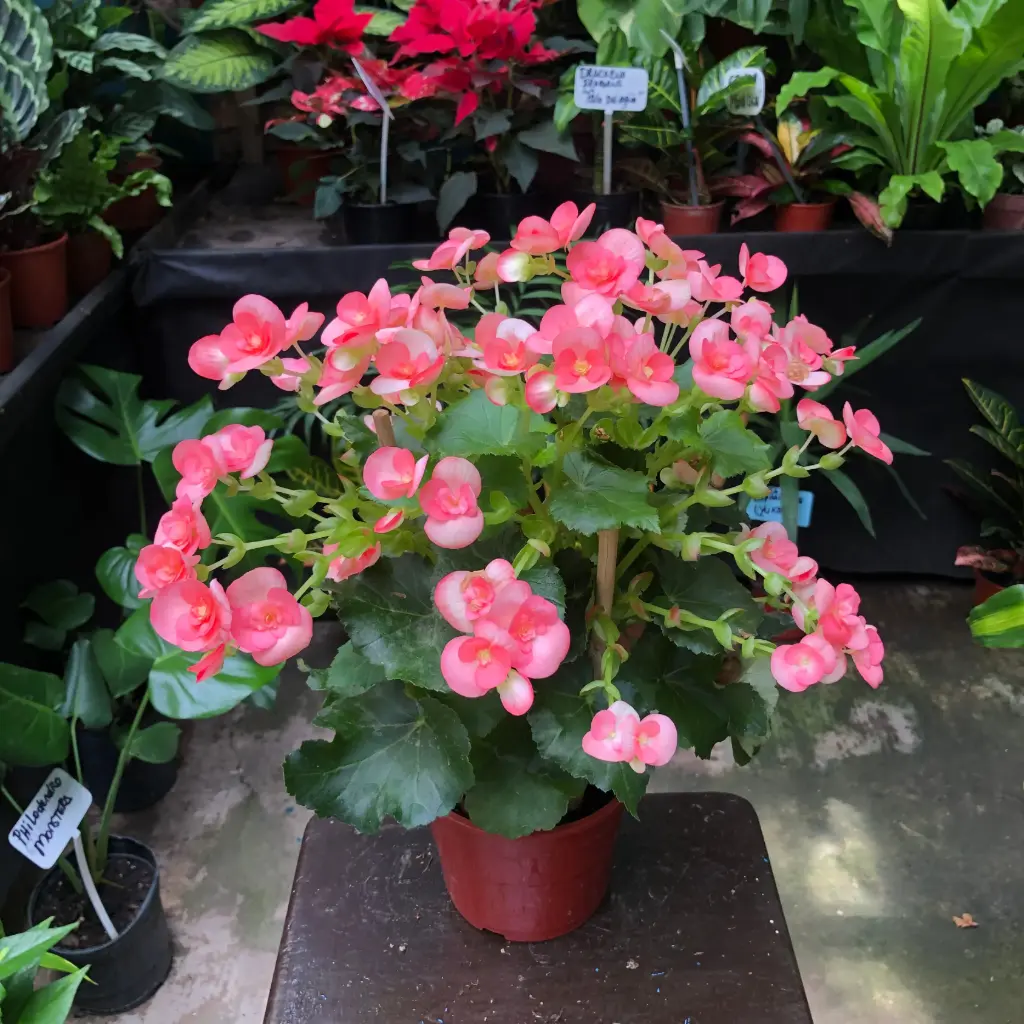 Begonia × Hiemalis "Begonia de la paz"