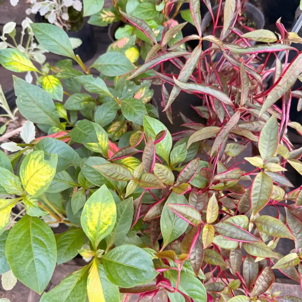 Alternanthera Maceta N°12 (Rosado hoja fina)