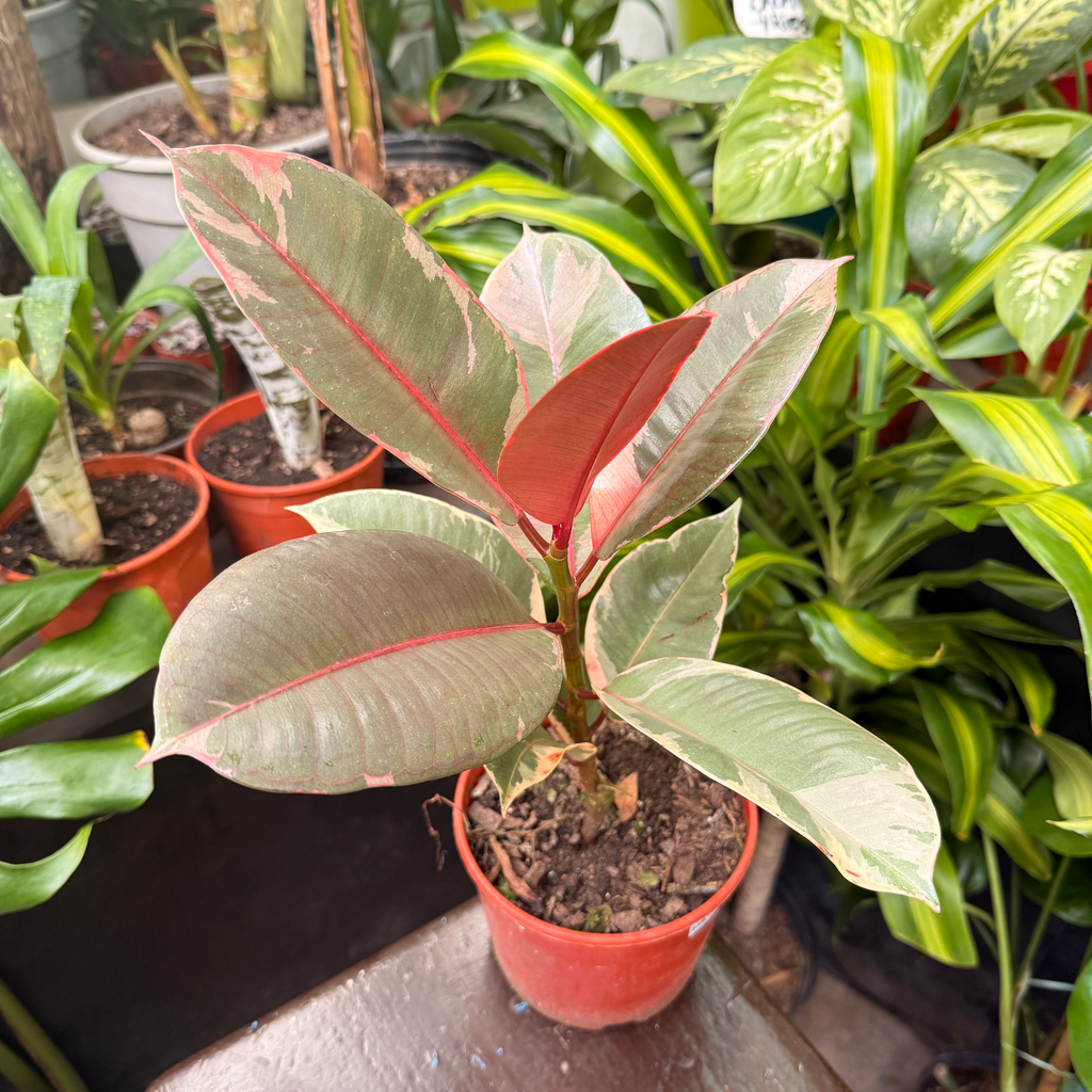 Ficus Elástica Ruby "Gomero Rosado" Chico