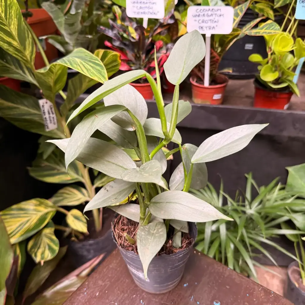 Philodendron hastatum "Philodendro plateado"