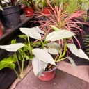 Philodendron hastatum "Philodendro plateado"