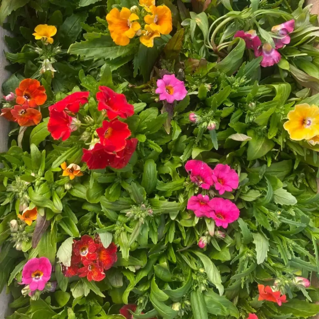 Nemesia 