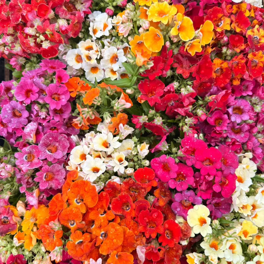 Nemesia strumosa "Nemesia"