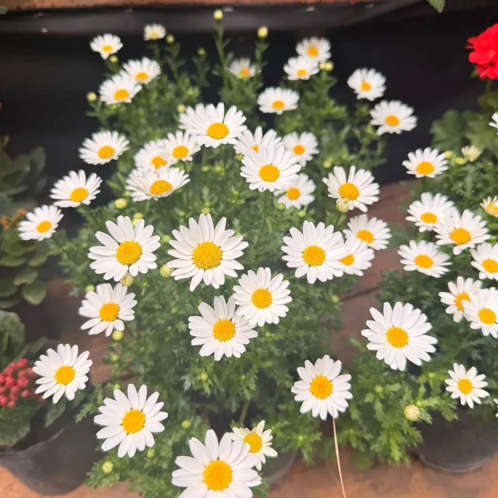 Leucanthemum paludosum "Crisansum" mediano