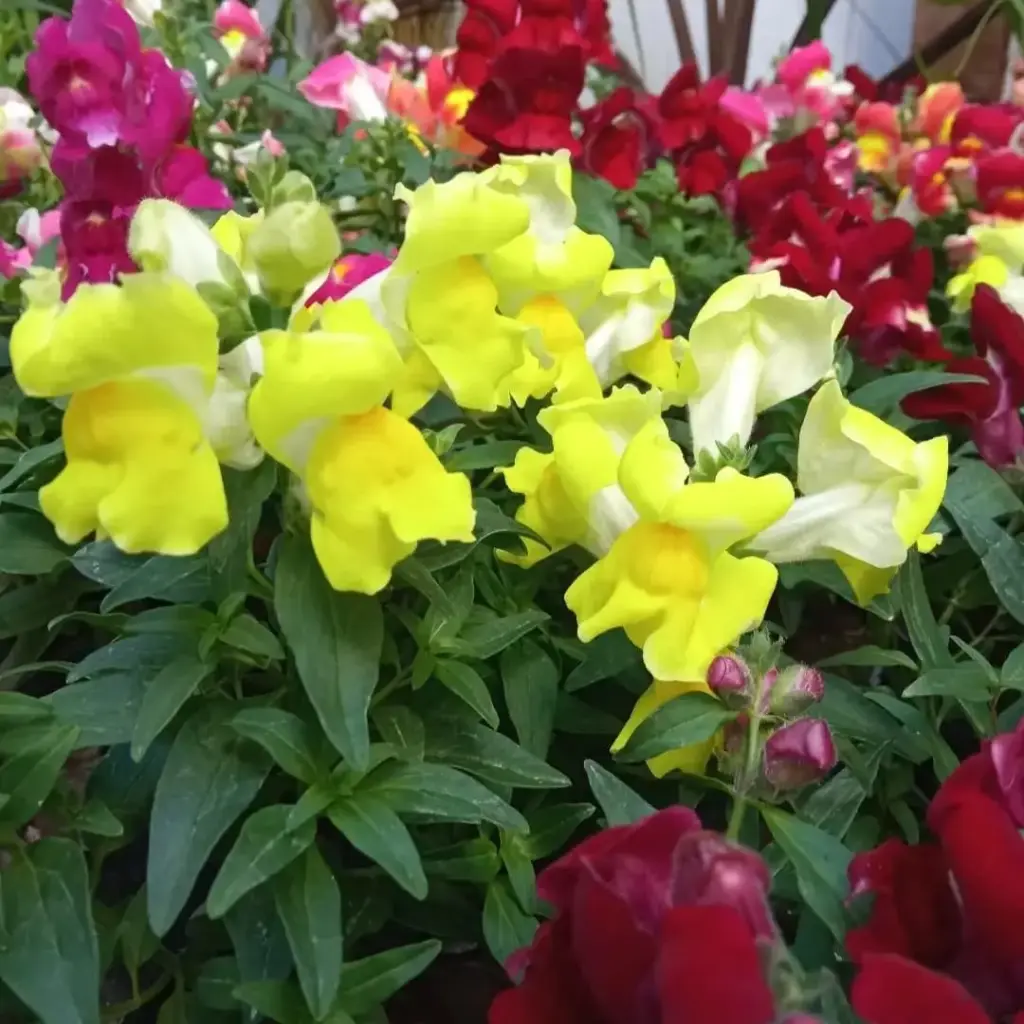 Antirrhinum Majus "Conejito" plantín