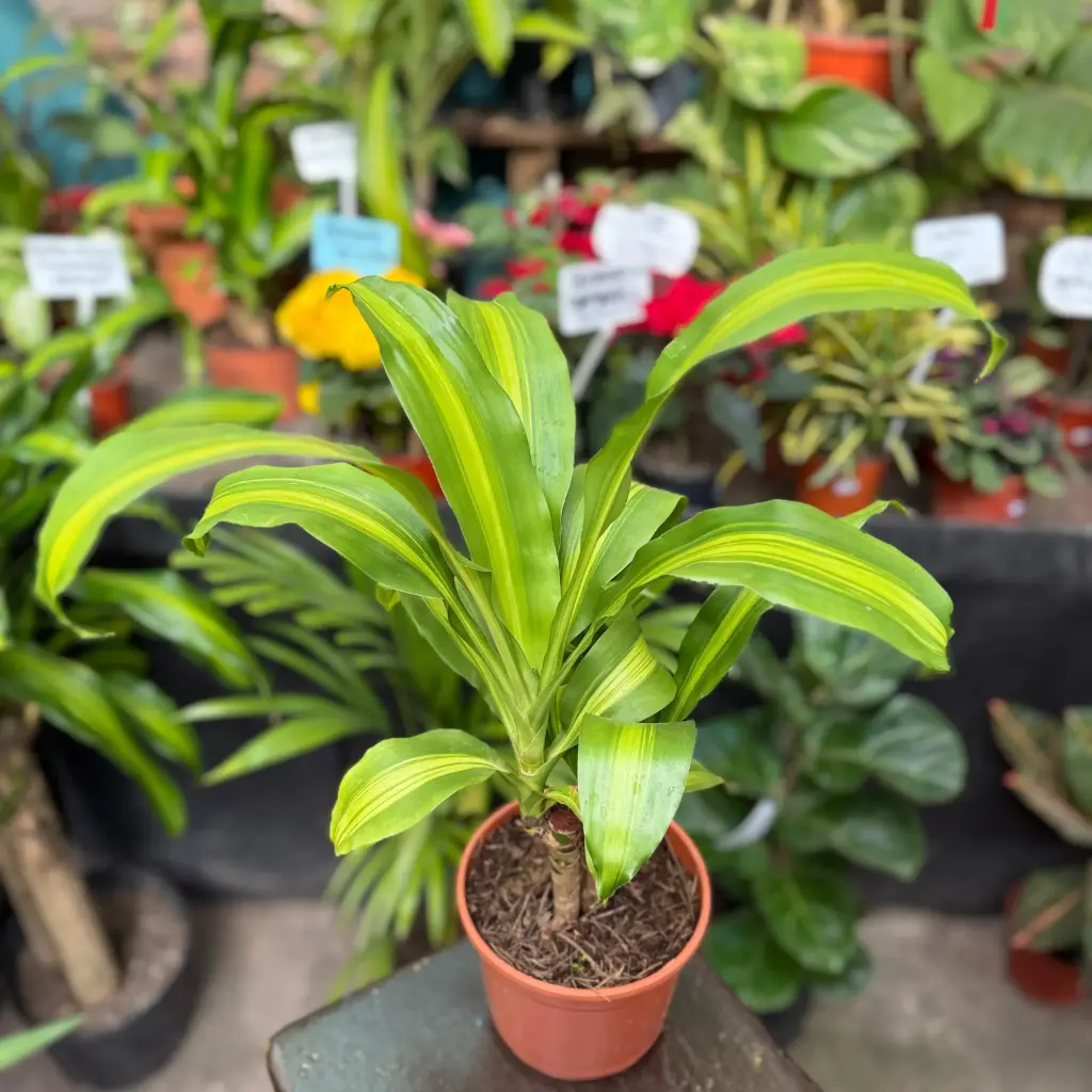 Dracaena fragrans "Palo de Agua" Maceta 15