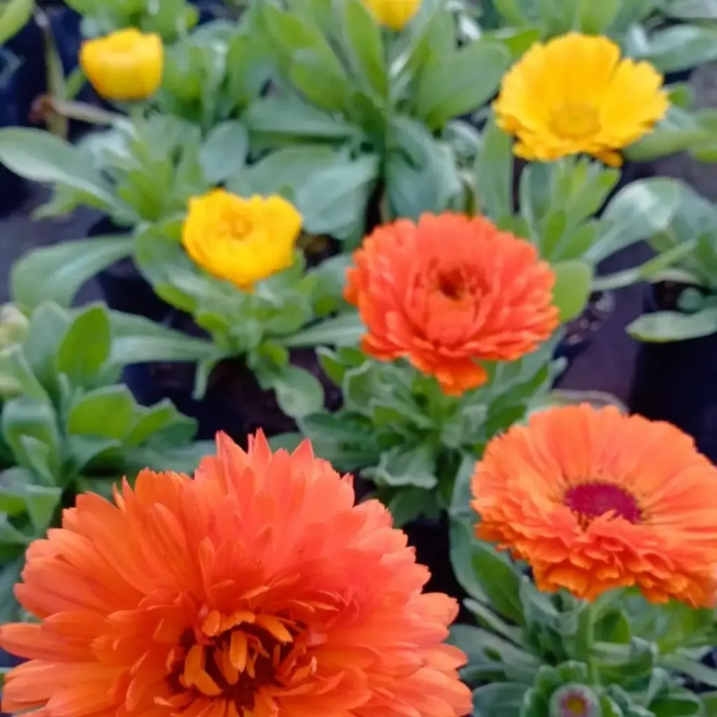 Calendula officinalis plantin