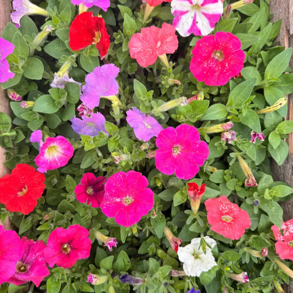 Calibrachoa x hybrida "Petunia Mini" Plantín