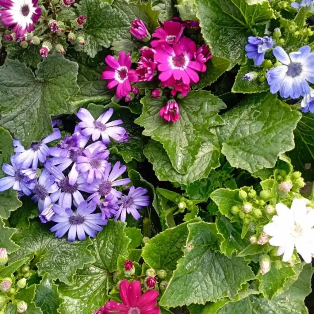 Pericallis x Hibrida "Cineraria de Flor"