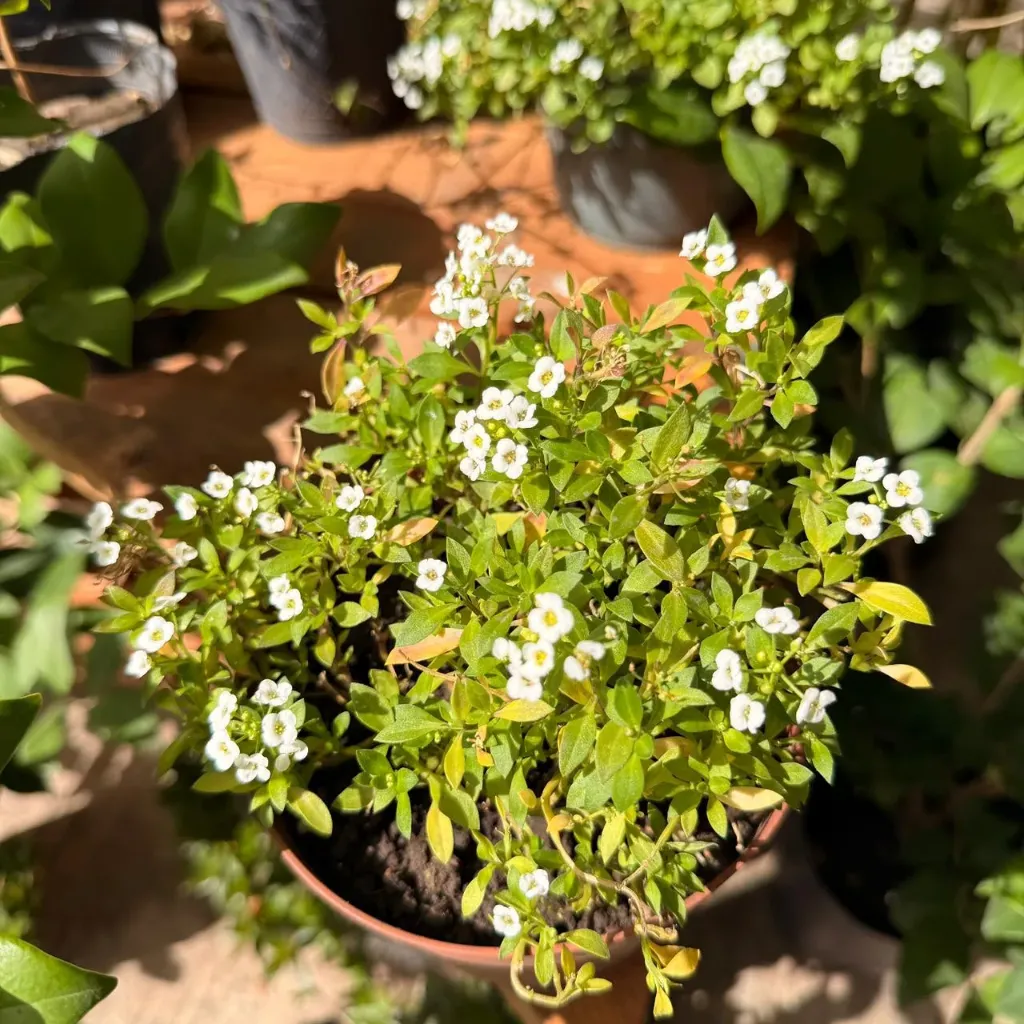Lobularia maritima "Aliso" colgante
