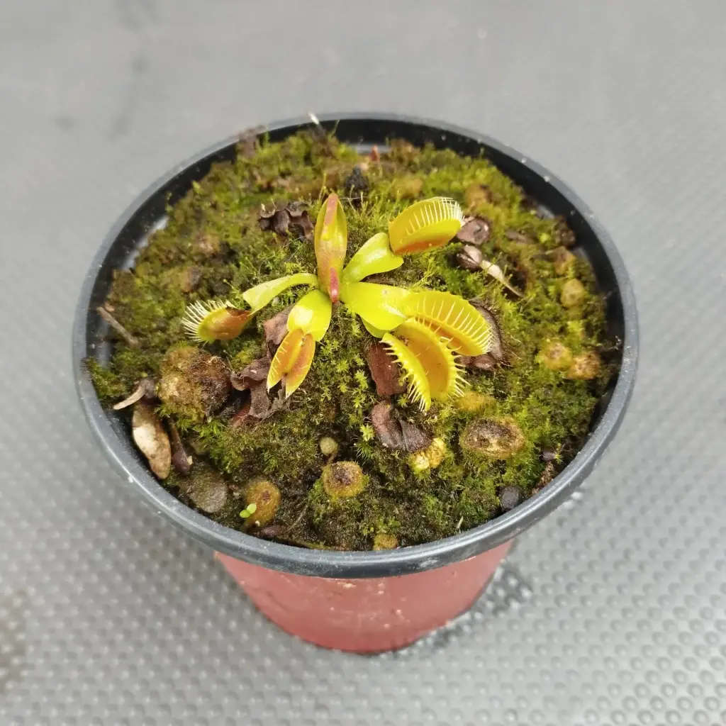Carnívora Dionaea muscipula "Venus atrapamoscas"