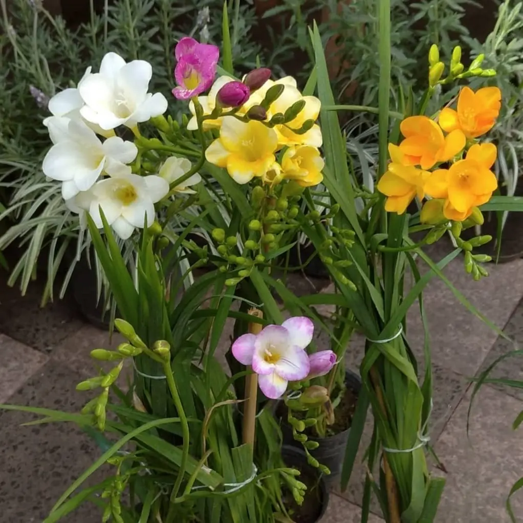 Freesia x hybrida "Fresias"Maceta 12